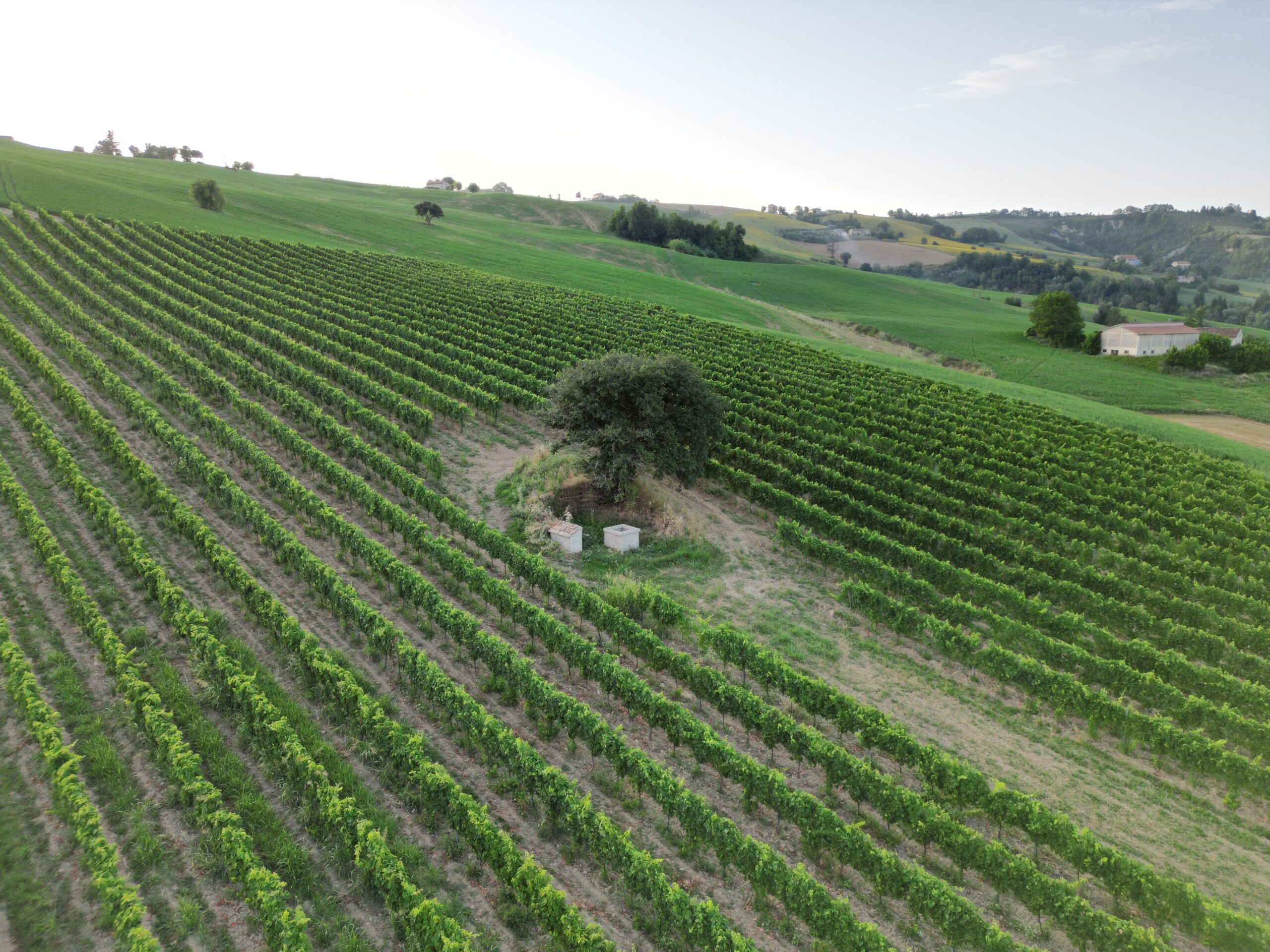 Angelus – Marche Rosso IGT 2025 - immagine 5